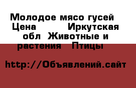 Молодое мясо гусей › Цена ­ 600 - Иркутская обл. Животные и растения » Птицы   